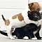 Happy National Puppy day! ^ An abandoned puppy named Buttons and a rescued kitten named Kitty are so close they think they are sisters.